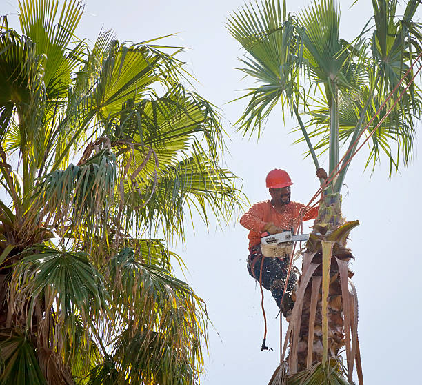 Best Tree Branch Trimming  in Tobaccoville, NC